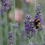 abeille dans champ de lavande