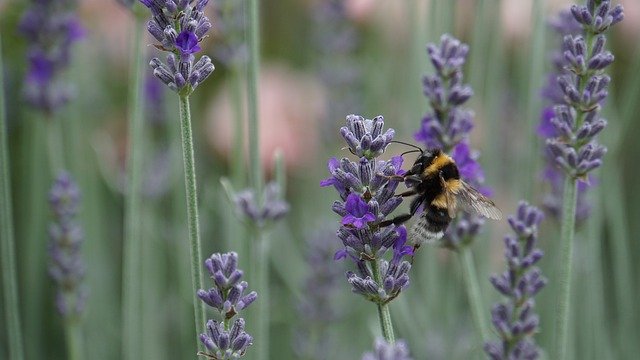 abeille dans champ de lavande